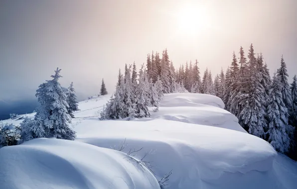 Картинка зима, снег, деревья, ели, сугробы