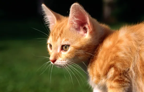 Картинка кошка, кот, котенок, рыжий, cat