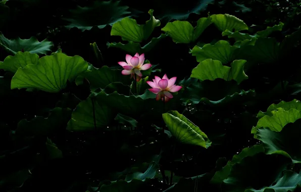 Цветок, листья, вода, пруд, лотос, Lotus, flower, water