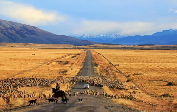Картинка дорога, машина, овцы, Чили, Патагония