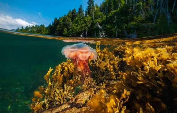 Море, деревья, медуза, Канада, Ньюфаундленд, Грос-Морн