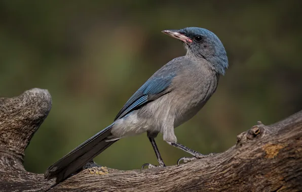 Картинка птица, клюв, хвост, кустарниковая сойка
