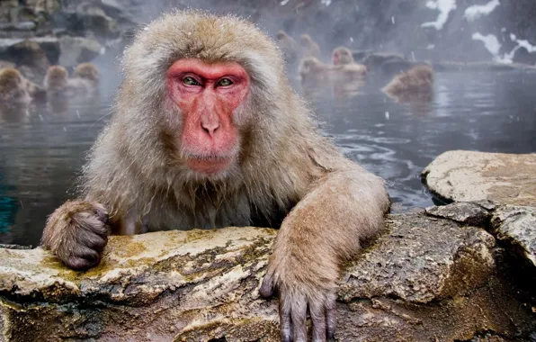 Картинка вода, деревья, обезьяна