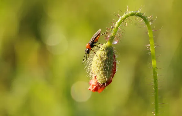 Poppy, plant, insect