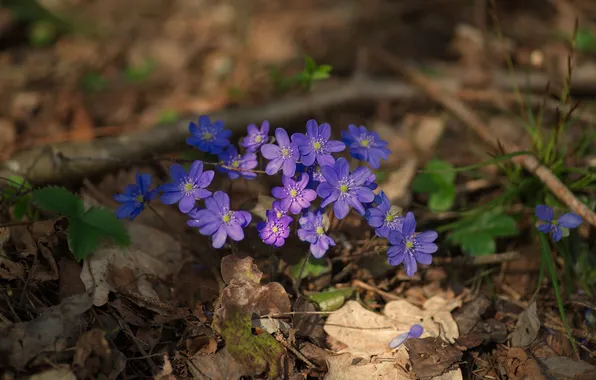 Лес, цветы, природа, весна, печеночница