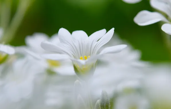 Весна, Spring, Боке, Bokeh, White flower, Ясколка, Белый цветок