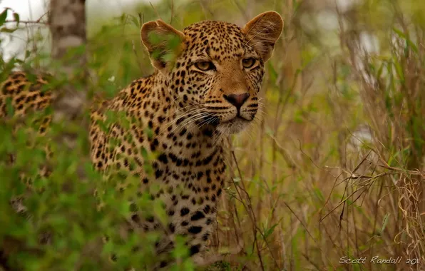 Взгляд, морда, хищник, леопард, leopard