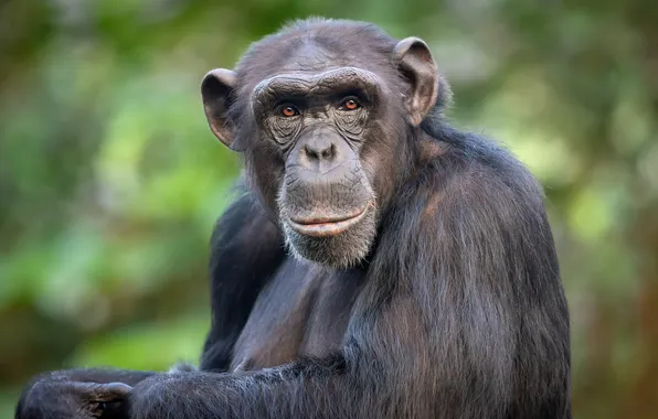 Black, common, africa, face, chimpanzee, tanzania, chimp