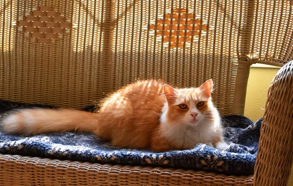 Кошка, кот, взгляд, свет, уют, дом, комната, диван