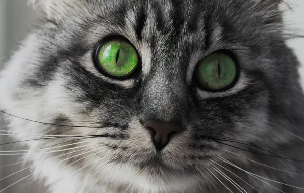 Взгляд, кот, морда, глаза, зелёные