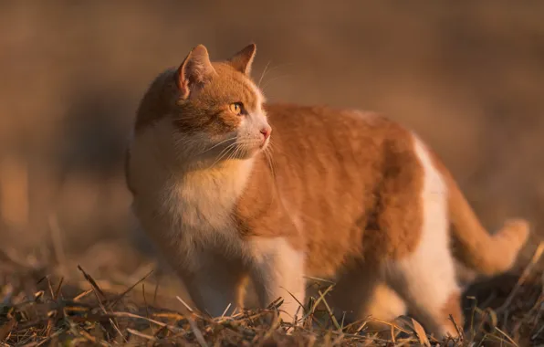 Кошка, кот, взгляд, фон, рыжая