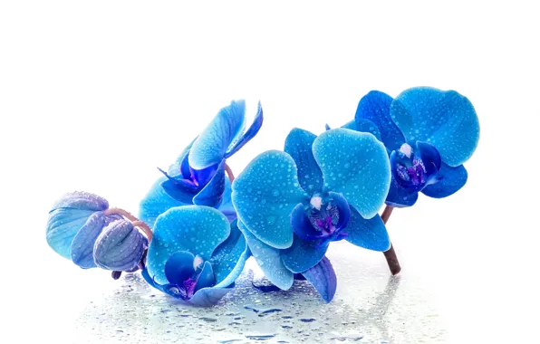 Картинка капли, цветы, синяя, орхидея