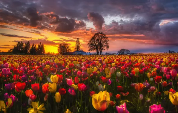 Картинка поле, закат, цветы, природа, весна, вечер, тюльпаны