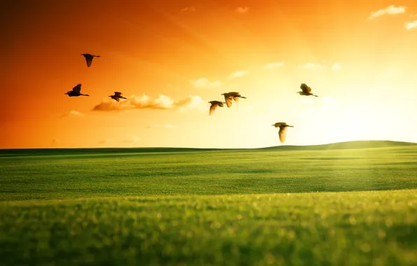 Картинка поле, небо, солнце, пейзаж, закат, птицы, природа, зеленое