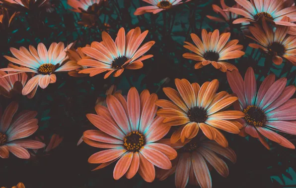 Флора, flora, красота природы, оранжевые цветы, the beauty of nature, Visually Us, orange flowers
