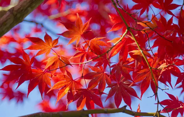 Картинка осень, листья, макро, дерево, клен