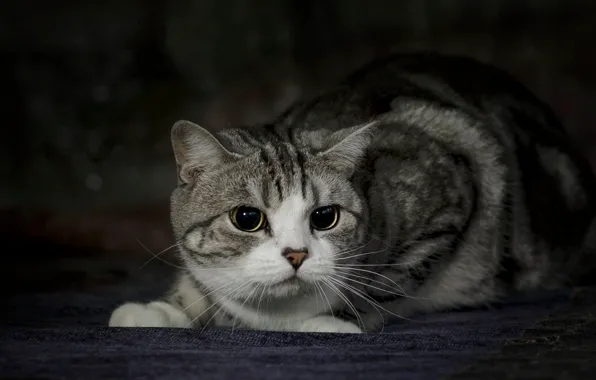 Кошка, глаза, кот, взгляд, табби