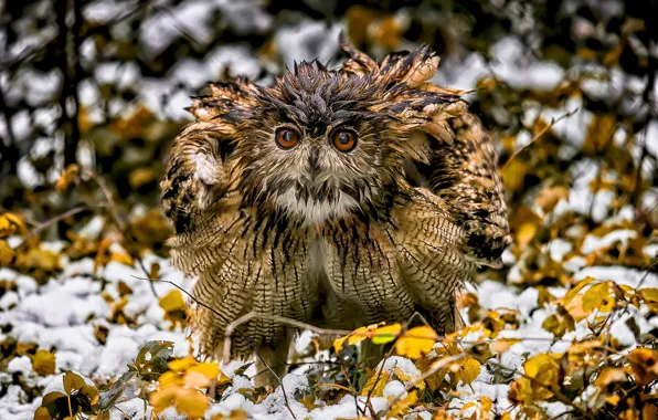 Картинка природа, птица, owl