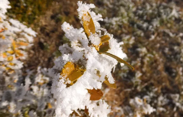 Green, yellow, winter, snow, leaves, plant, sunny, icy