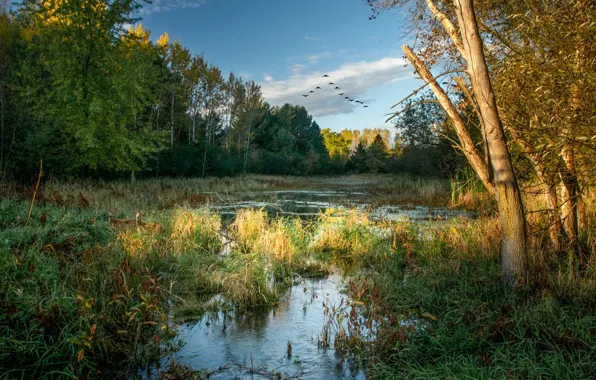 Трава, птицы, озеро, перелёт