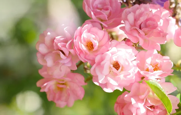 Макро, розы, розовые