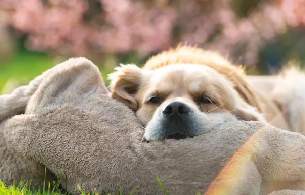 Картинка взгляд, друг, собака, Golden Retriever