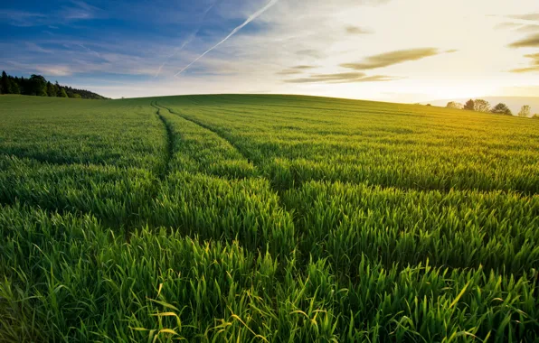 Картинка поле, лето, утро