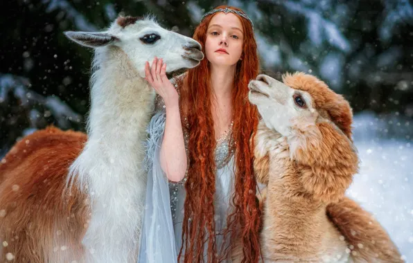 Девушка, поза, рыжая, рыжеволосая, длинные волосы, лама, альпака, Александра Савенкова