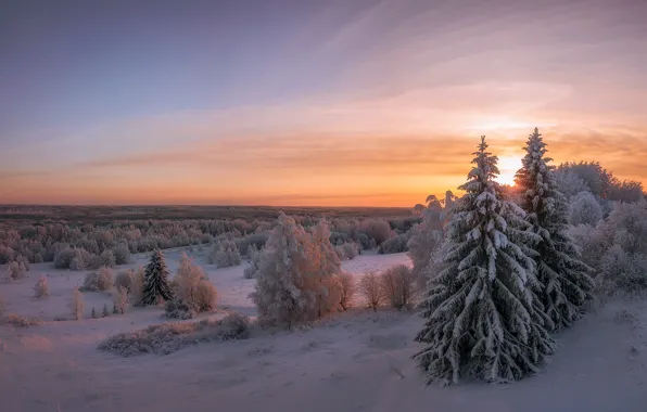 Зима, снег, деревья, пейзаж, закат, природа, ели, леса