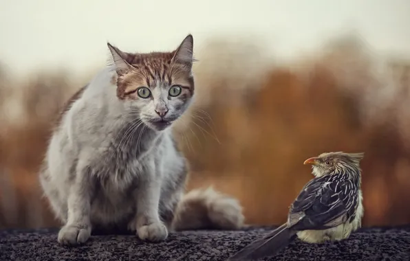 Картинка кошка, природа, птица