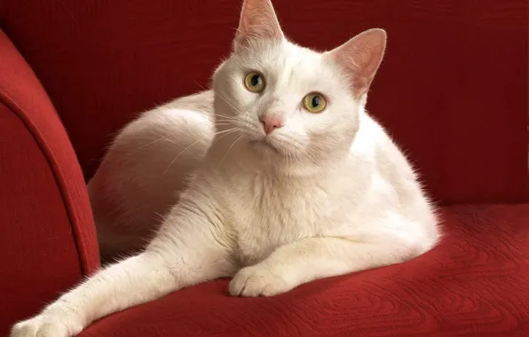 Белый, кот, диван, смотрит, кошара