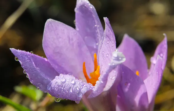Flower, spring, purple, crocus