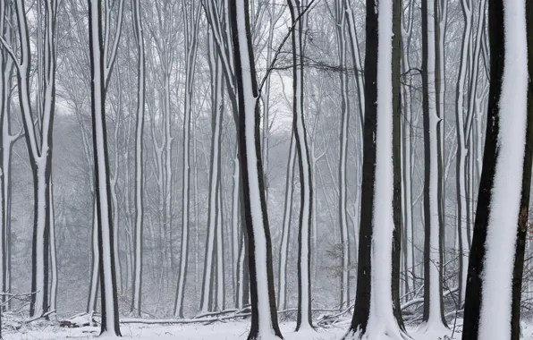 Зима, снег, Деревья