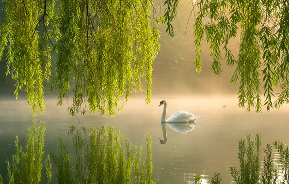 Вода, озеро, отражение, обои, дымка, wallpaper, лебедь, swan