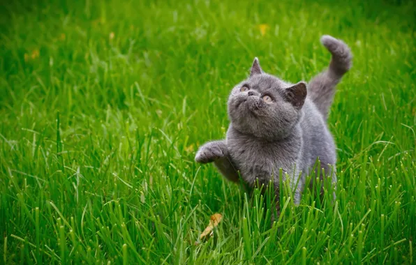 Картинка кошка, трава, кот, котёнок, киса