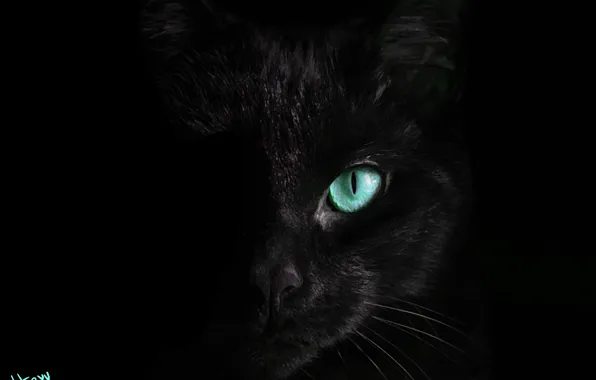 Кот, черный, бирюзовые глаза