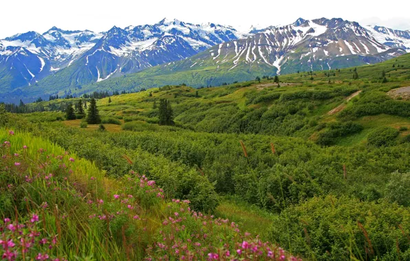 Картинка небо, цветы, горы, долина, луг