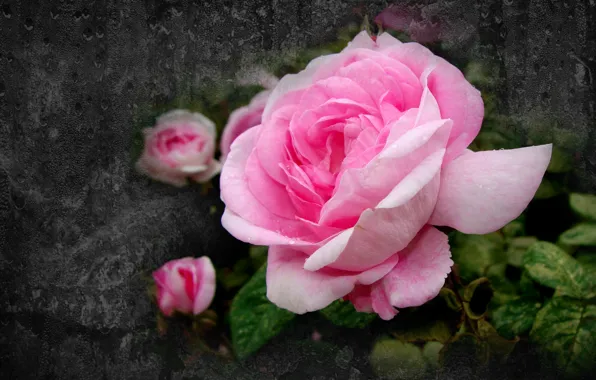 Картинка цветы, роза, красота в простом, авторское фото Елена Аникина, розовый шиповник