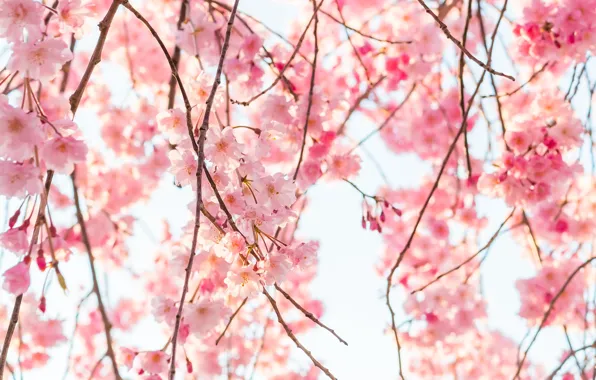 Небо, ветки, весна, сакура, цветение, pink, blossom, sakura