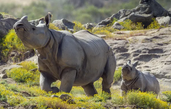Картинка фон, носороги, прирорда