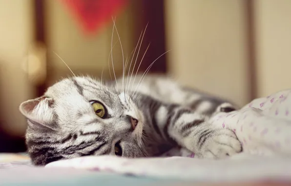 Кошка, кот, усы, взгляд, поза, портрет, постель, лежит