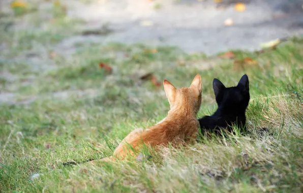 Картинка трава, кошки, улица, черный, рыжий, котята, внимание