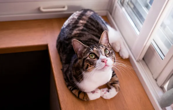 Кошка, кот, взгляд, свет, поза, серый, котик, окно