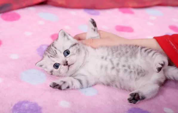 Кошка, поза, котенок, серый, рука, малыш, ткань, лежит
