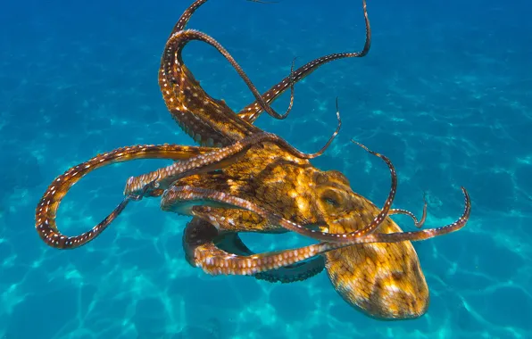 Море, вода, свет, осьминог, подводный мир, под водой, голубой фон, плавание