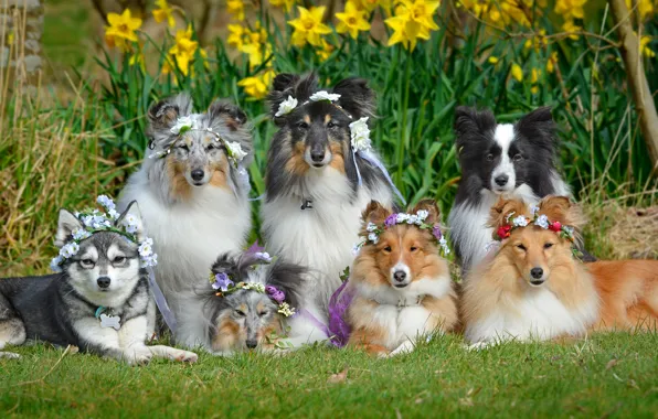 Картинка собаки, цветы, нарциссы, Шелти, венки, Бордер-колли, Шетландская овчарка, дружная компания