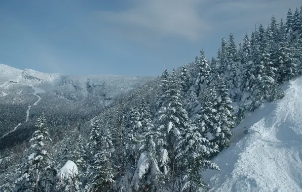 Зима, лес, снег, деревья, горы, ели, Vermont, Вермонт