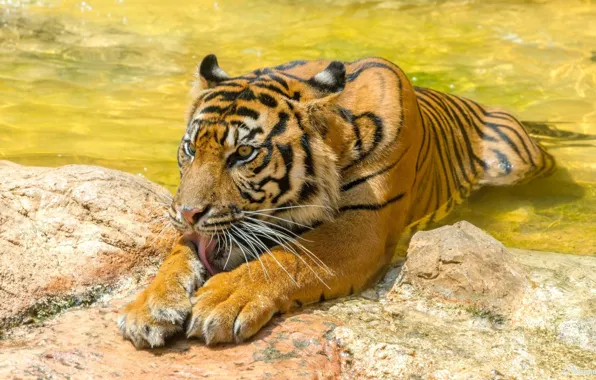 Картинка язык, морда, тигр, хищник, лапы, купание, дикая кошка, зоопарк
