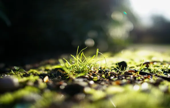 Картинка зелень, трава, солнце, свет, фокус