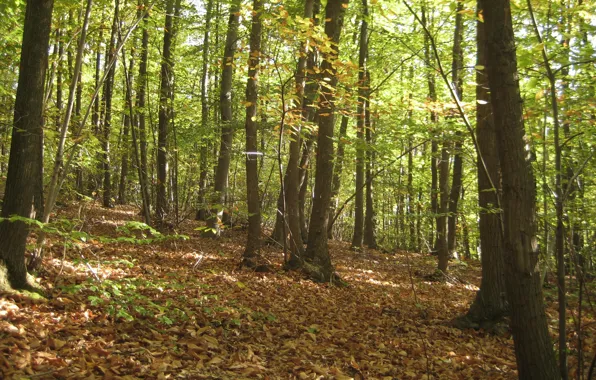 Осень, лес, листва, forest, Autumn, leaves, fall